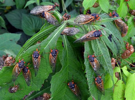Billions Of Cicadas Are About To Break Ground Laptrinhx News