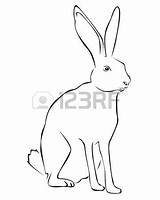 Hare Clipart Coloring Rabbit Jack Arctic Illustrations Stock Illustration 96kb 450px Clip Choose Board sketch template