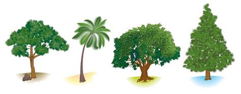 types  tree species   names