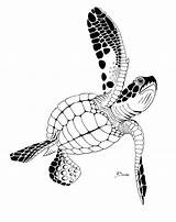 Sea Turtles Stencil Hawaiian Zeichnungen Pike Stencils sketch template