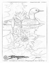 Coloring Pages Drawing Adults Bird Adult River Tutorials Lot Color Drawings Loon Choose Board Bergsma Shits Some sketch template