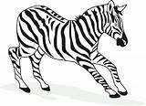 Zebra Coloring Pages Printable Kids Realistic Color Cartoon Drawing Kid Print Getcolorings Clipartmag sketch template