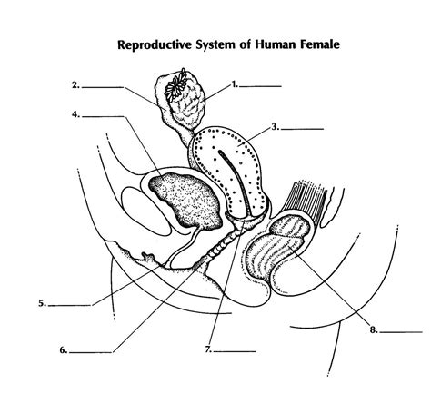 reproductive system of female proprofs quiz