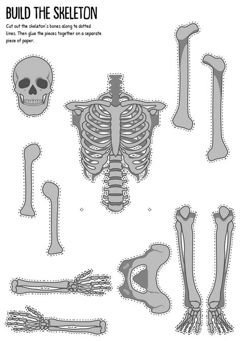 human skeleton cut  printable