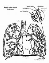 Coloring Lungs Pages Lung Anatomy Human Circulation Pulmonary Popular sketch template