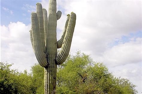 saguaro cactus debra lee baldwin