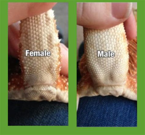 How To Sex A Bearded Dragon Wiki Reptiles Amino