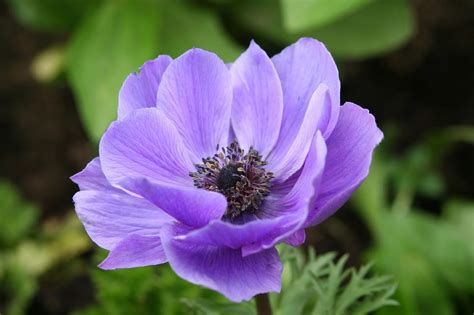 anemone flowers tips  anemone plant care