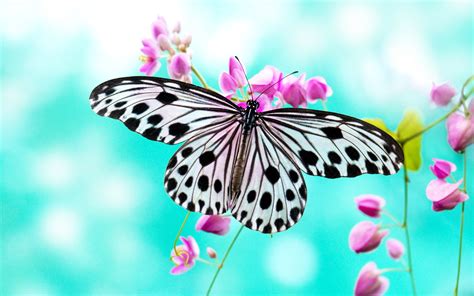 colorful butterfly wallpapers    godfather style