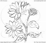 Flower Susan Eyed Plant Clipart Coloring Outlined Cartoon Vector Pages Picsburg Illustration Royalty sketch template