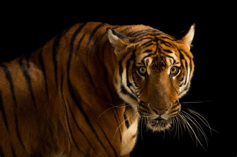 south china tiger rare creatures   photo ark official site pbs