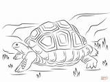 Tortoise Coloring Aldabra Tortugas Sulcata Tortuga Galapagos Colorare Testuggine sketch template