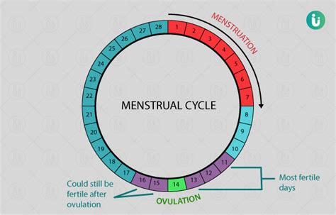 menstrual cycle pregnancy days teenage pregnancy