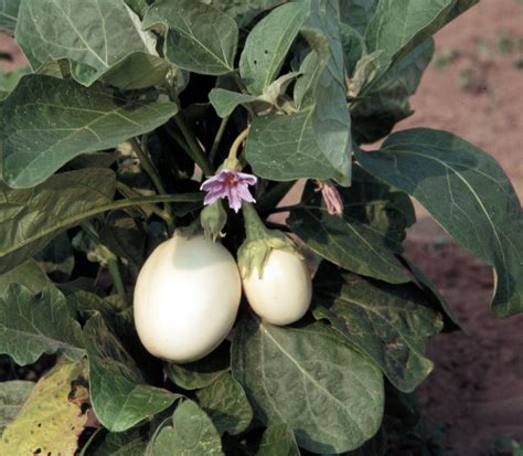 vegetable eggplant umass center  agriculture food