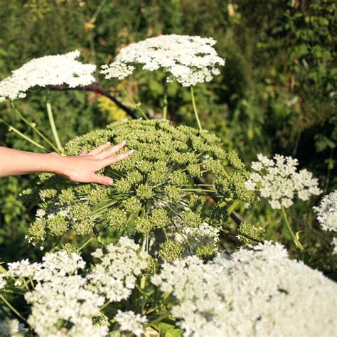 giftig onkruid gevaarlijk voor mens en dier tuinkriebels