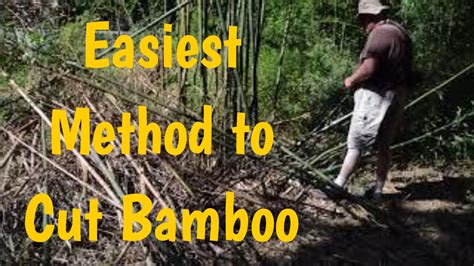 cut bamboo  easy  youtube