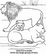 Lion Family Coloring Ausmalen Löwen Ausmalbild Bilder Malvorlagen Familie Auswählen Pinnwand Tiger sketch template