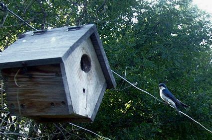 bird sitting  top   wooden bird house hanging   wire  trees   background