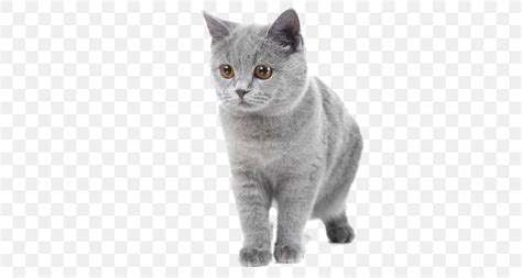 30 top images short haired british blue kittens meet the must have