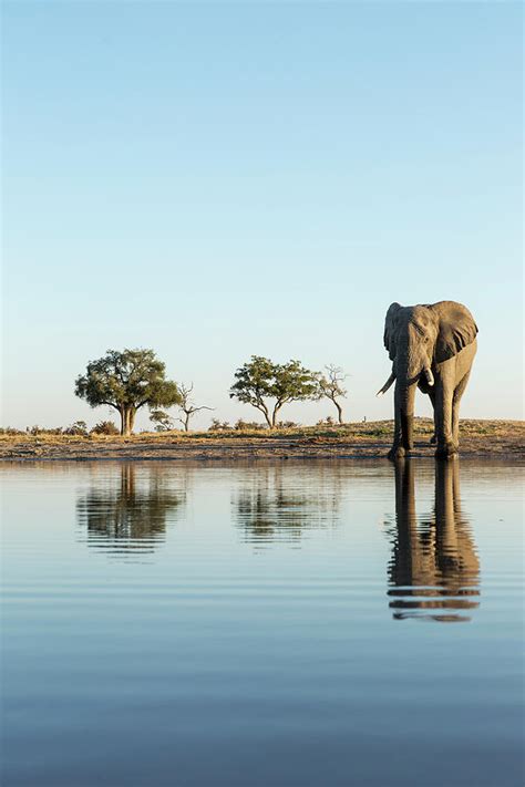 Africa Botswana Chobe National Park Photograph By Paul