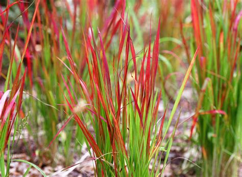 grow  care  japanese blood grass