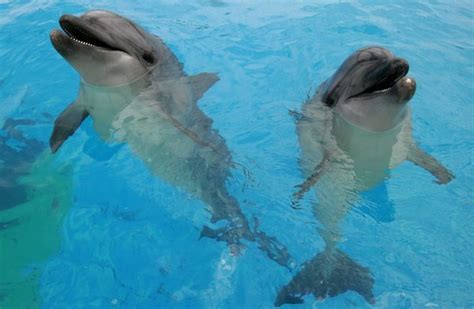 maennerfreundschaft unter wasser delfine rufen sich beim namen  tvde
