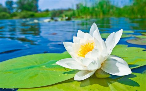 water lily  national flower  bangladesh