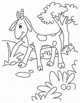 Coloring Goat Blushing Pygmy Goats Popular Pages sketch template