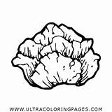 Lettuce Repollo Lechuga Ultracoloringpages sketch template
