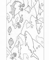 Coloring Shark Pages Monterey Sharks Designlooter Aquarium Choose Board sketch template