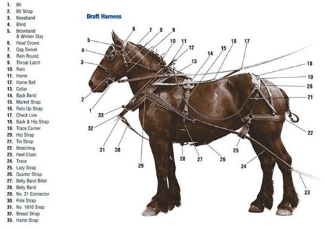 practical doomsteading horse harness horses draft horses horse harness