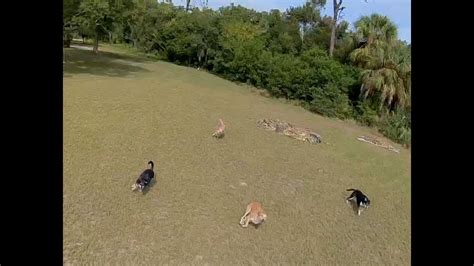 dogs chasing drone youtube