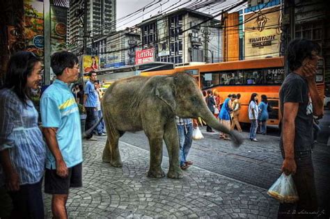 thailand s elephants from battlefield to circus pattaya unlimited