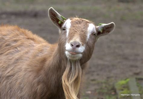 goat herman hengelo flickr