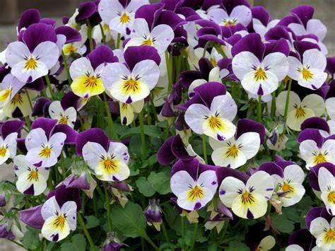 images gratuites blanc fleur violet petale printemps jardin flore violettes alto