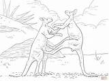 Kangaroo Coloring Fighting Kangaroos Pages Red Tree Template Categories sketch template