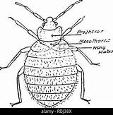 Male Cimex Bug Bed Female Lectularius Background Zoology Fig Alamy Shipley Abc Macbride Elementary Honey Manual sketch template