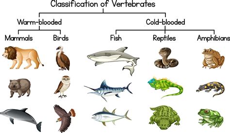 classes  vertebrates chart
