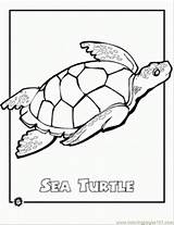 Coloring Sea Turtle Pages Endangered Animal Ocean Animals Printable Turtles Sheets Color Kids Colouring Print Activities Drawing Species Earth Outline sketch template