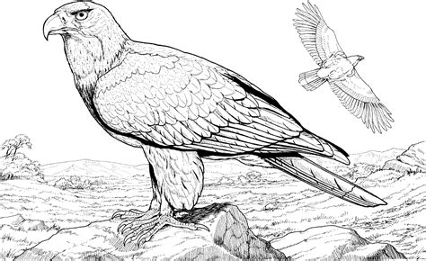 eagle coloring pages    print