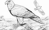 Burung Elang Mewarnai Garuda sketch template