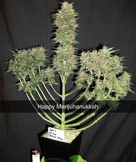 weed porn on twitter happy holidaze