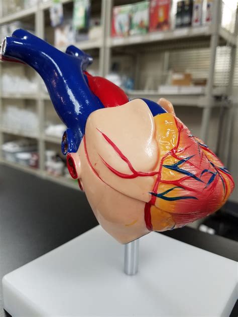 life size human heart model  base plastic      inches klm bio scientific
