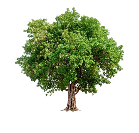 single tree  clipping path  alpha channel