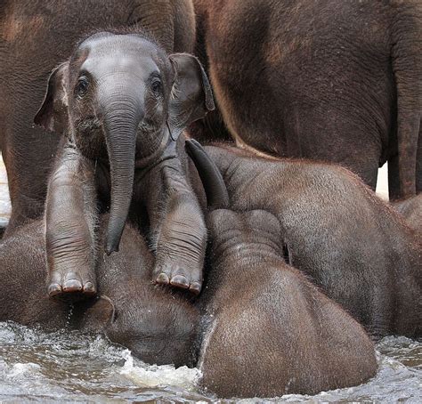 cute wild baby elephants  great projects