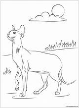 Sphynx Cat Pages Coloring Color Online sketch template