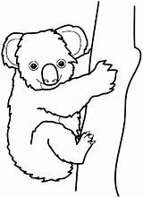Koala Coloring Bear Pages Drawing Clipart Australian Line Australia Koalas Outline Color Clip Printable Cliparts Bears Kola Clipartbest Care Clipartmag sketch template