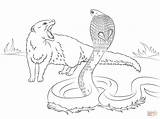 Mongoose Drawing Getdrawings Coloring sketch template