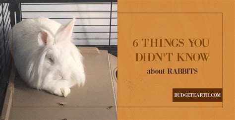 6 things you didn t know about rabbits budget earth