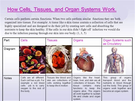 Cells Tissues Organs And Organ Systems By Sajid Khan Ppt Download